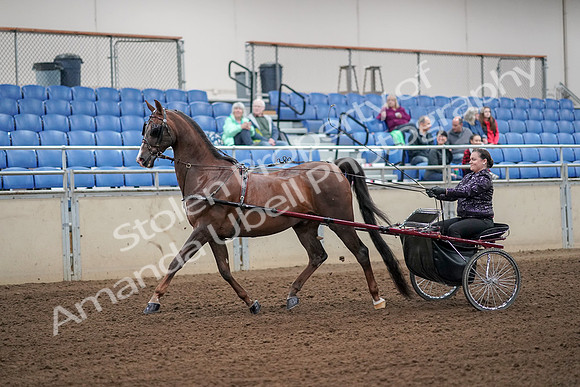 2019 Morgan Horse Show - Aug 30, 2019 - 13068