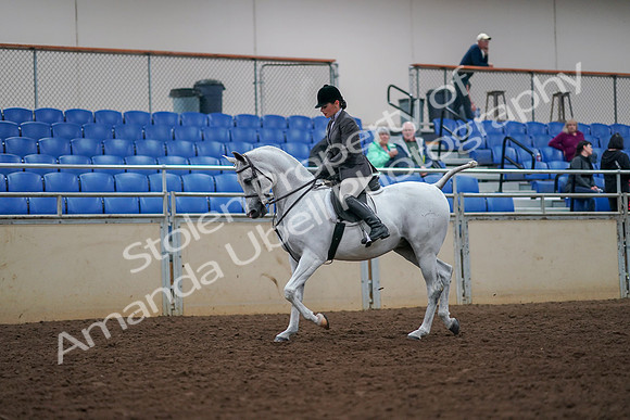 2019 Morgan Horse Show - Aug 30, 2019 - 17350