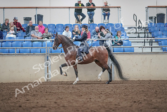 2019 Morgan Horse Show - Aug 31, 2019 - 20494