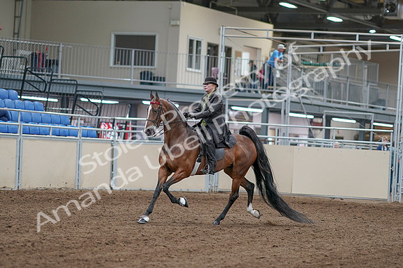 2020 - AB Morgan Horse - Fri, Sept 04 - 09521
