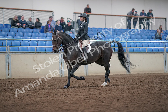2019 Morgan Horse Show - Aug 31, 2019 - 20517