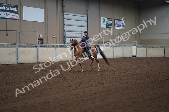 2019 Morgan Horse Show - Sept 01, 2019 - 12095