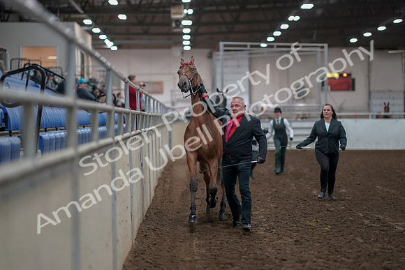 2019 Morgan Horse Show - Aug 31, 2019 - 00865
