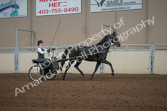 2019 Morgan Horse Show - Aug 31, 2019 - 04737