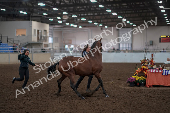 2019 Morgan Horse Show - Aug 31, 2019 - 00999