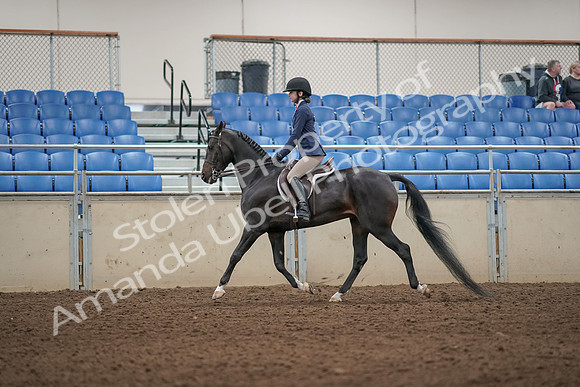 2019 Morgan Horse Show - Aug 31, 2019 - 04889