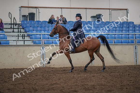 2019 Morgan Horse Show - Aug 30, 2019 - 28360