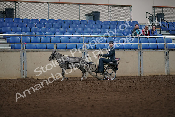 2019 Morgan Horse Show - Aug 31, 2019 - 04356