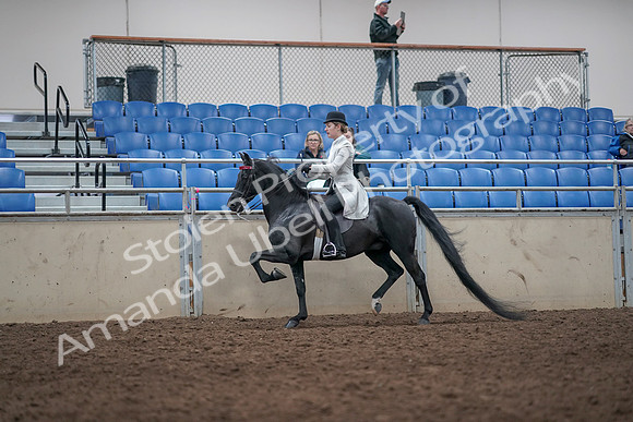 2019 Morgan Horse Show - Aug 31, 2019 - 09424
