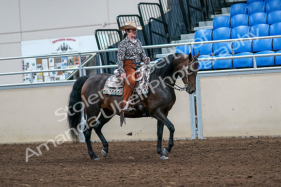 2020 - AB Morgan Horse - Fri, Sept 04 - 00095