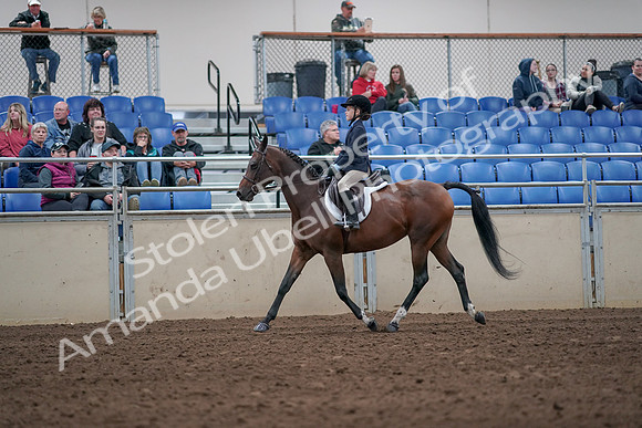2019 Morgan Horse Show - Aug 31, 2019 - 19444