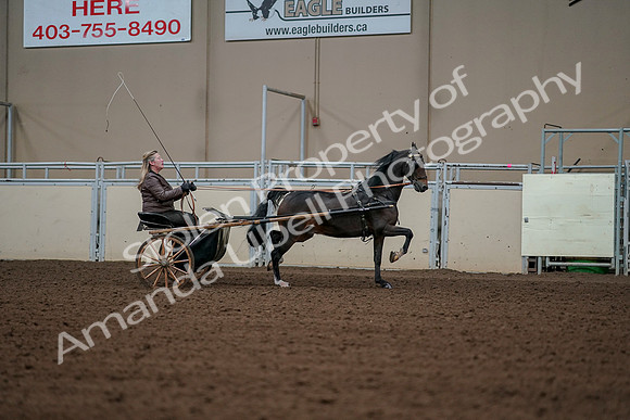2019 Morgan Horse Show - Aug 30, 2019 - 13377