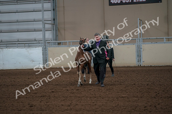 2019 Morgan Horse Show - Aug 30, 2019 - 24741