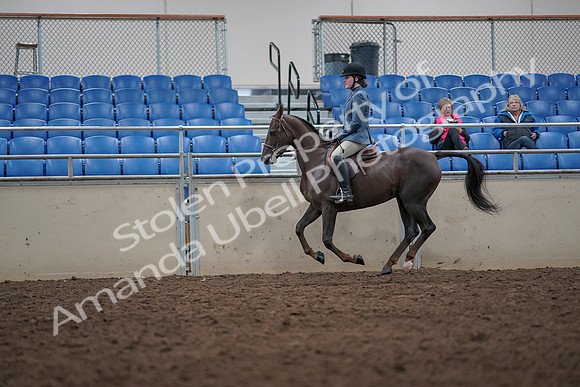 2019 Morgan Horse Show - Aug 31, 2019 - 16676