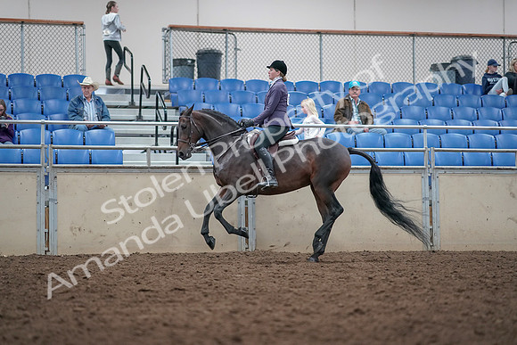 2019 Morgan Horse Show - Aug 31, 2019 - 15045