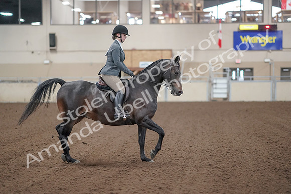 2019 Morgan Horse Show - Sept 01, 2019 - 11024