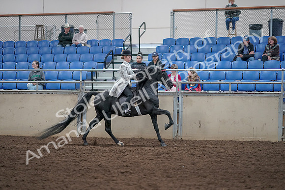 2019 Morgan Horse Show - Aug 31, 2019 - 09671