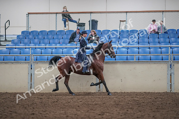 2019 Morgan Horse Show - Aug 31, 2019 - 08885