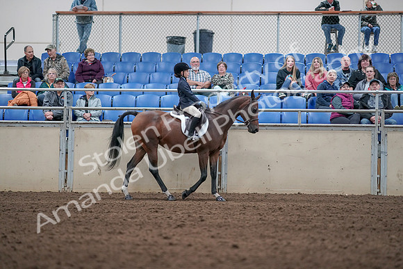 2019 Morgan Horse Show - Aug 31, 2019 - 19557