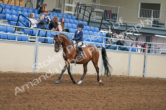 2020 - AB Morgan Horse - Fri, Sept 04 - 04465