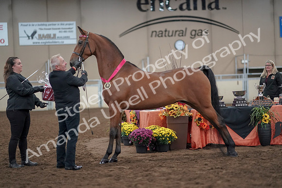 2019 Morgan Horse Show - Aug 31, 2019 - 00949