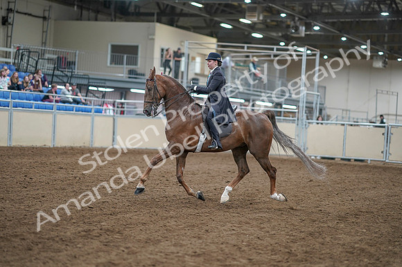 2020 - AB Morgan Horse - Fri, Sept 04 - 11278