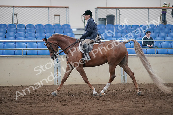 2019 Morgan Horse Show - Sept 01, 2019 - 08615