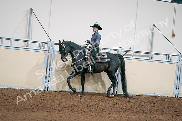 2020 - AB Morgan Horse - Fri, Sept 04 - 08383