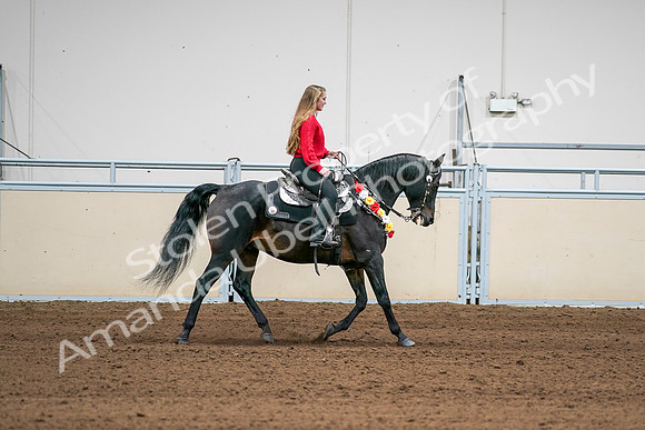 2020 - AB Morgan Horse - Sat, Sept 05 - 10477
