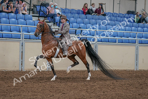 2020 - AB Morgan Horse - Fri, Sept 04 - 11367