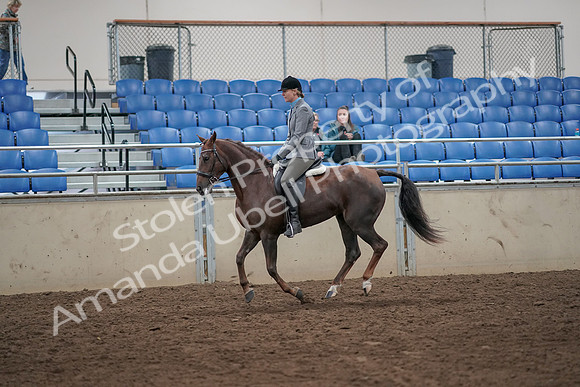 2019 Morgan Horse Show - Aug 31, 2019 - 07323