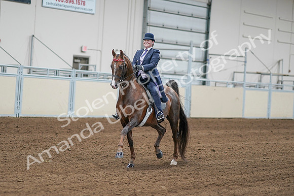 2020 - AB Morgan Horse - Fri, Sept 04 - 08186