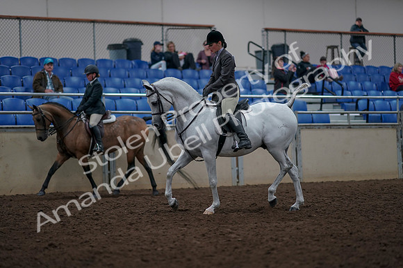 2019 Morgan Horse Show - Aug 31, 2019 - 14699