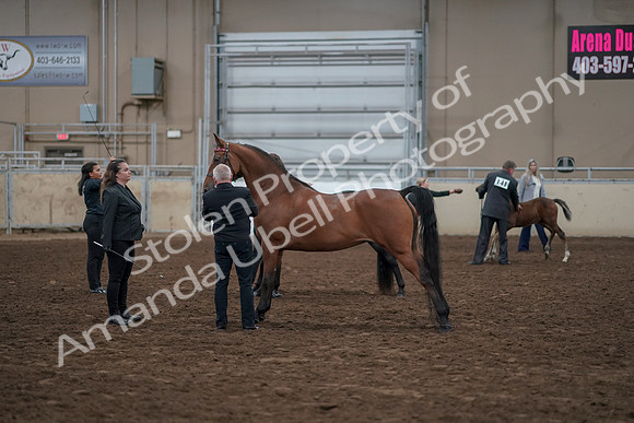 2019 Morgan Horse Show - Aug 31, 2019 - 00875