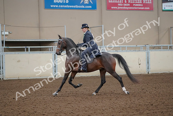 2019 Morgan Horse Show - Aug 30, 2019 - 24315