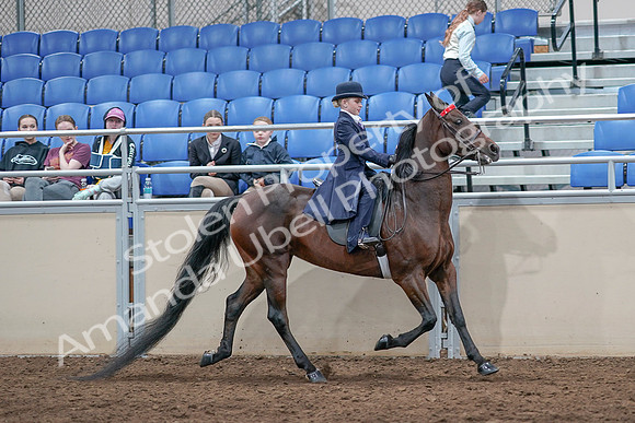 2020 - AB Morgan Horse - Sat, Sept 05 - 04890