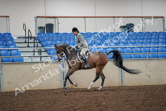 2019 Morgan Horse Show - Aug 30, 2019 - 17467