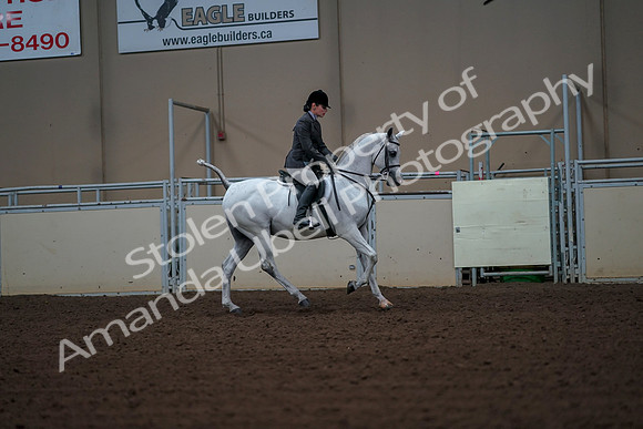 2019 Morgan Horse Show - Aug 30, 2019 - 17560