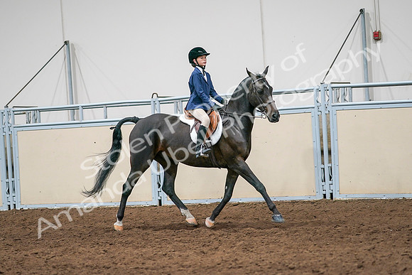 2020 - AB Morgan Horse - Sun, Sept 06 - 08033