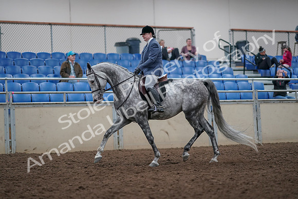2019 Morgan Horse Show - Aug 31, 2019 - 14880