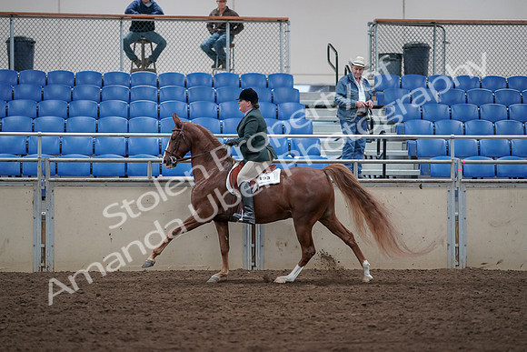 2019 Morgan Horse Show - Sept 01, 2019 - 12330