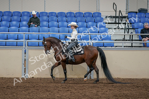 2020 - AB Morgan Horse - Sun, Sept 06 - 07573