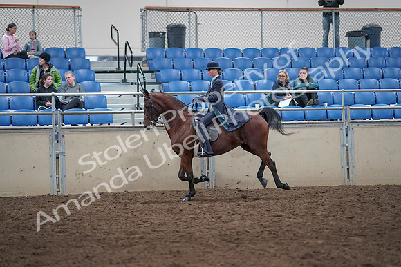 2019 Morgan Horse Show - Aug 31, 2019 - 09486