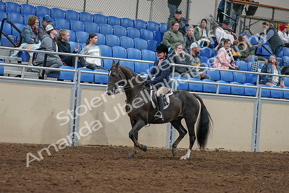 2020 - AB Morgan Horse - Sun, Sept 06 - 07739