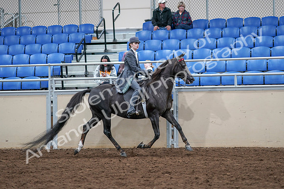 2020 - AB Morgan Horse - Sat, Sept 05 - 13926