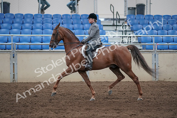 2019 Morgan Horse Show - Sept 01, 2019 - 12248