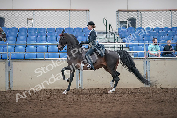 2019 Morgan Horse Show - Aug 31, 2019 - 08741