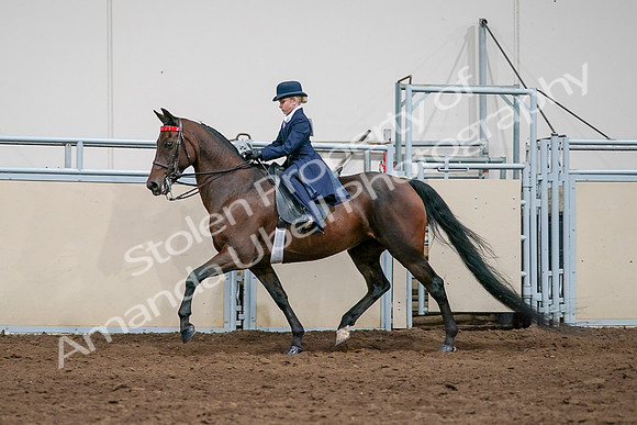 2020 - AB Morgan Horse - Sat, Sept 05 - 04927