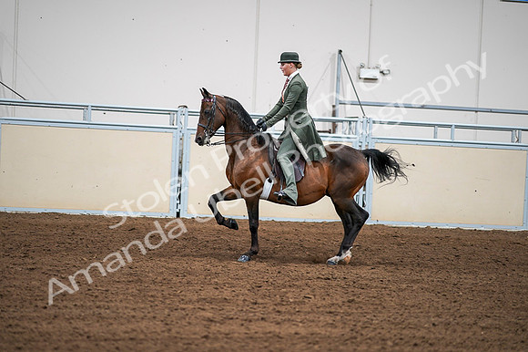 2020 - AB Morgan Horse - Fri, Sept 04 - 03303