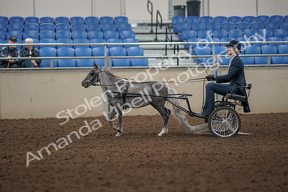 2019 Morgan Horse Show - Aug 31, 2019 - 04268